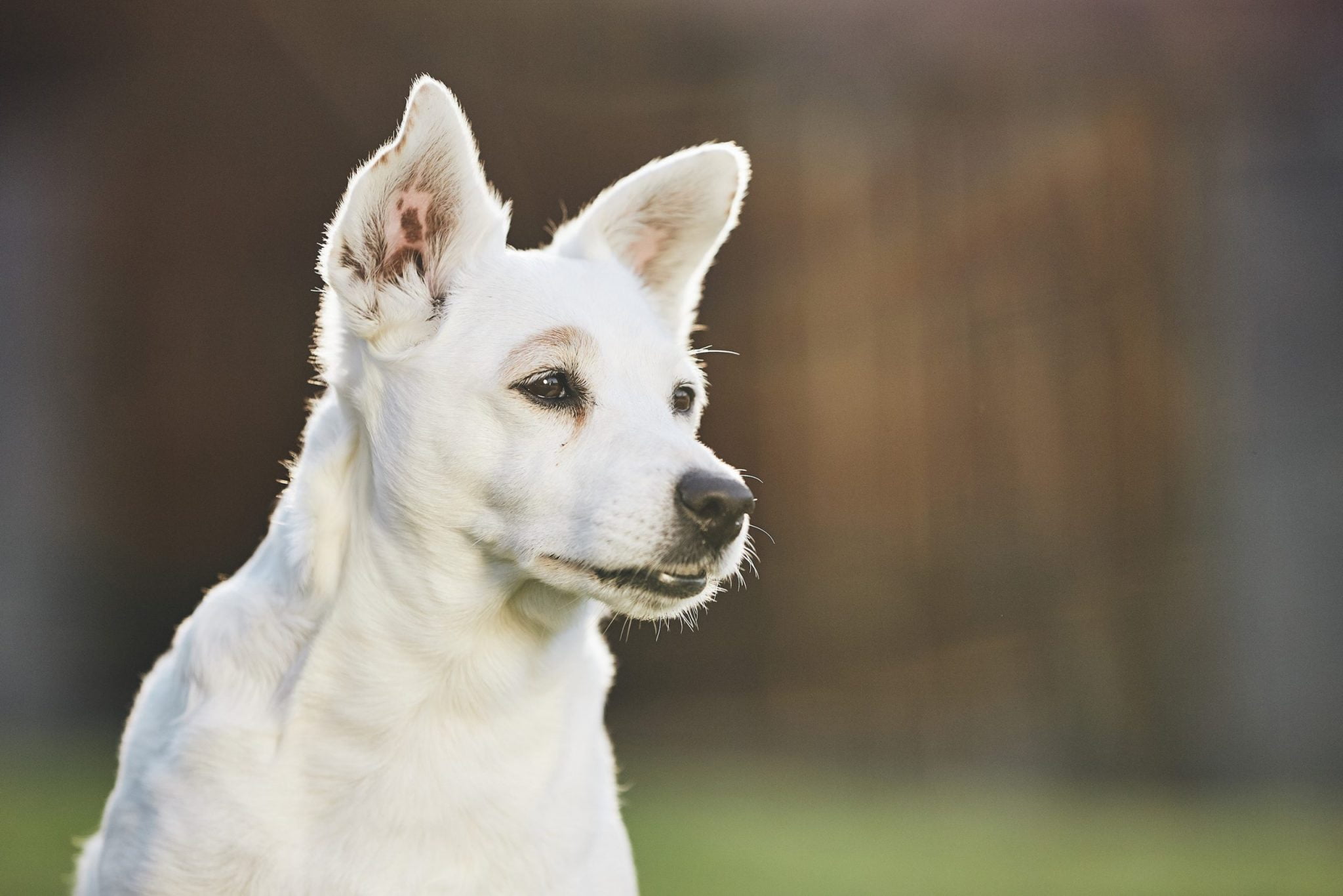 Veterinarian in Amarillo, TX Compassionate Vet Trusted Animal Hospital